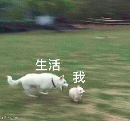 生活与我表情包