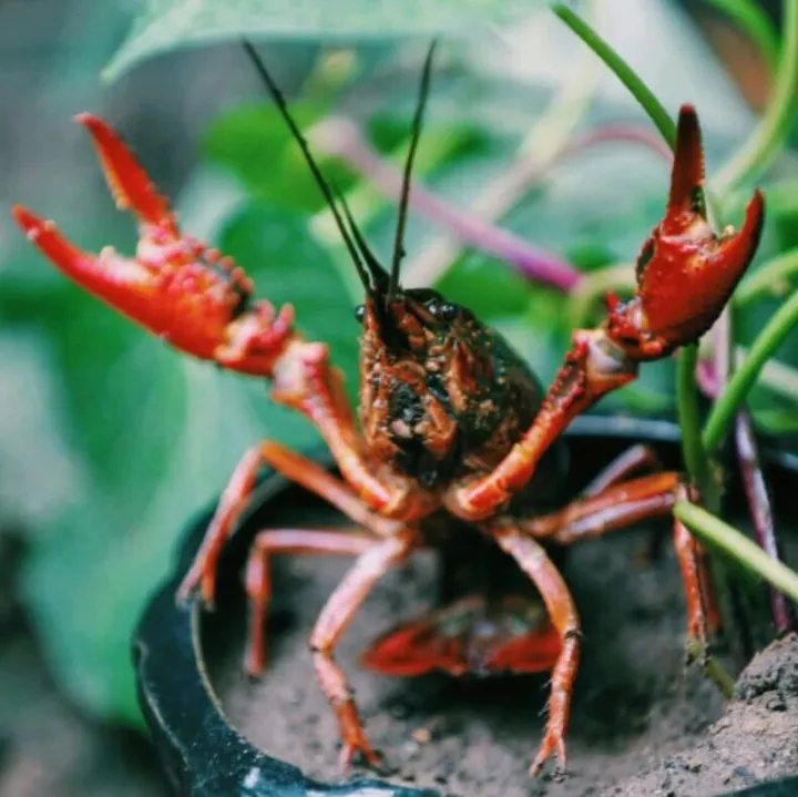 数十亿小龙虾破<em>坏水</em>道，如今成了荷兰米其林餐厅<em>的</em>“高级食材”！