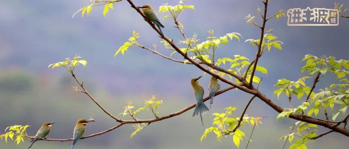 工厂边的500只珍稀<em>鸟类</em>，藏着云南咖啡可持续的缩影