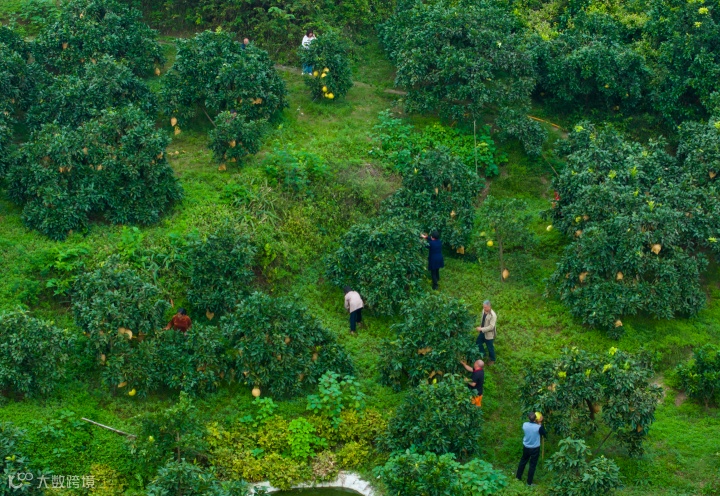 果农们忙着采收蜜柚。记者 刘纪湄 摄.png