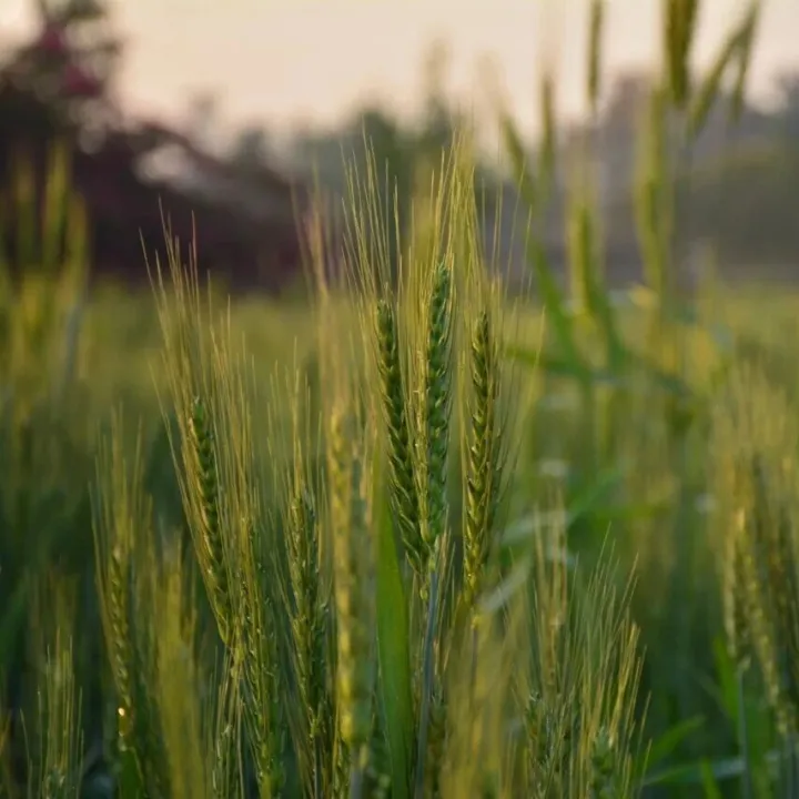据美国环境保护局（EPA）周一表示，计划在2026年第一季度公布2026/27市场年可再生燃料产量的最终决定...