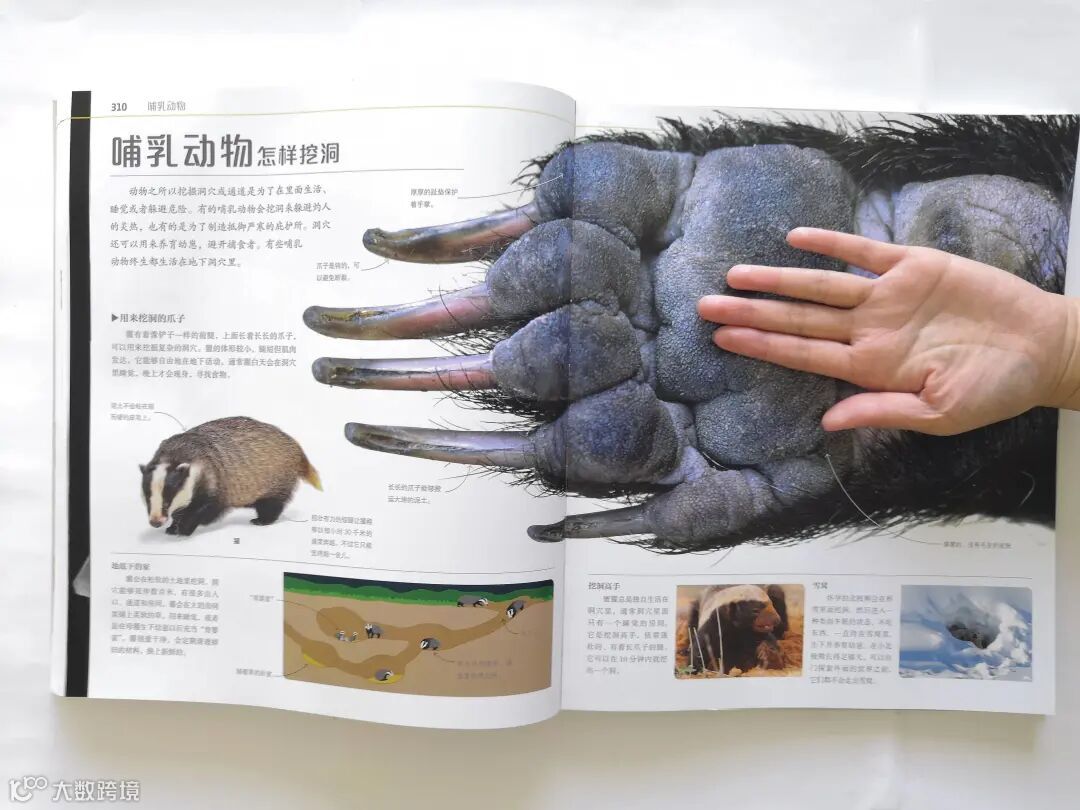 英国DK用360页干货，告诉你生命最真实的样子- 大数跨境