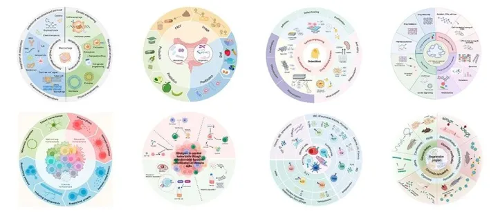 期刊投稿必备技能之环状示意图的绘制！