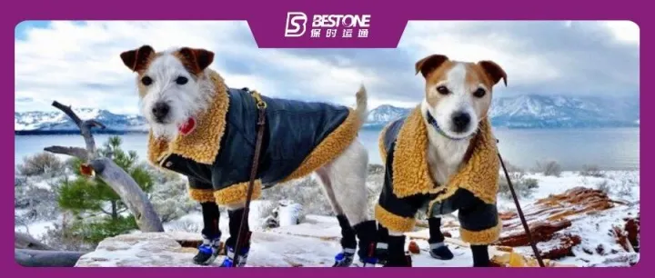 180%增长 + 80亿规模：宠物保暖，跨境电商的暖冬盈利新赛道