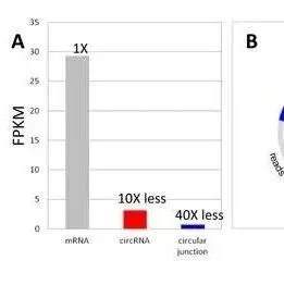 为什么circRNA芯片比RNA-seq更适合于circRNA的表达分析？