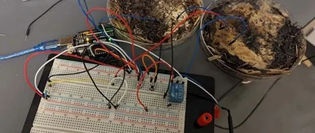 蘑菇顛覆半導體？科學家用蘑菇造出新內(nèi)存，每秒5850次開關(guān)且無需充電