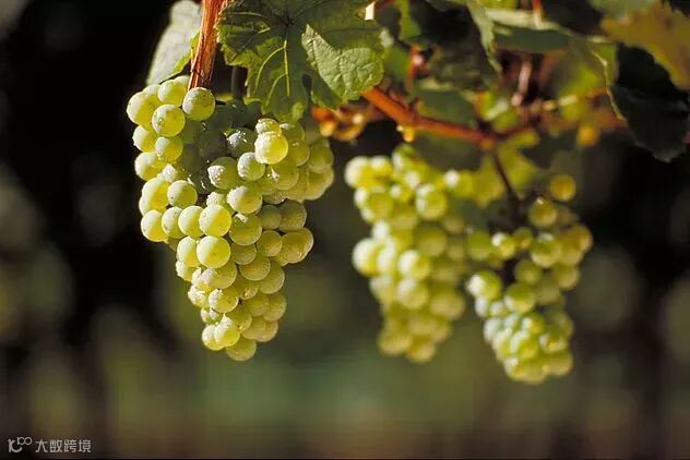 “蟹”逅白葡萄酒