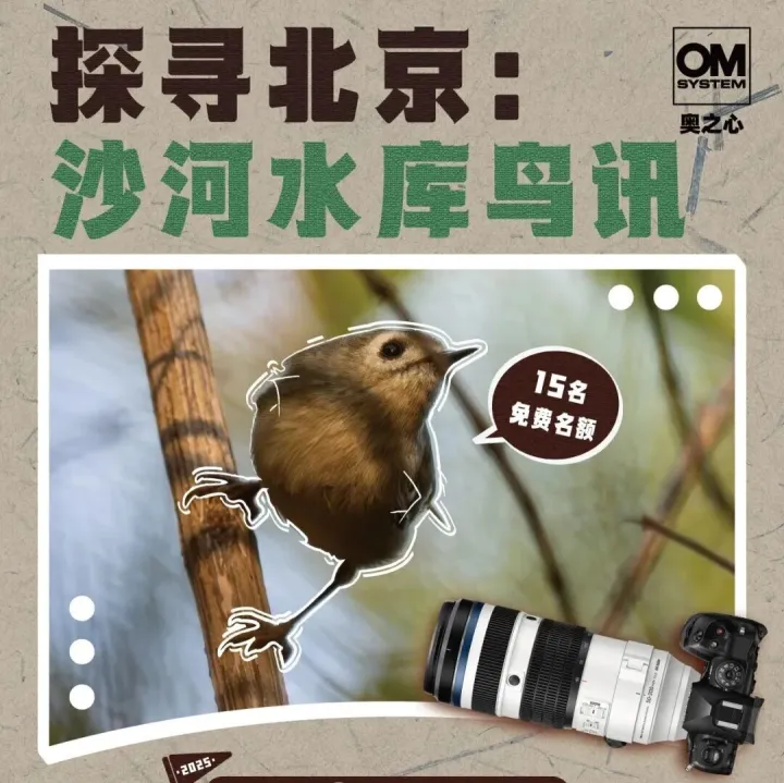 北京外拍活动回顾 | 11月30日奥之心沙河水库生态拍鸟活动