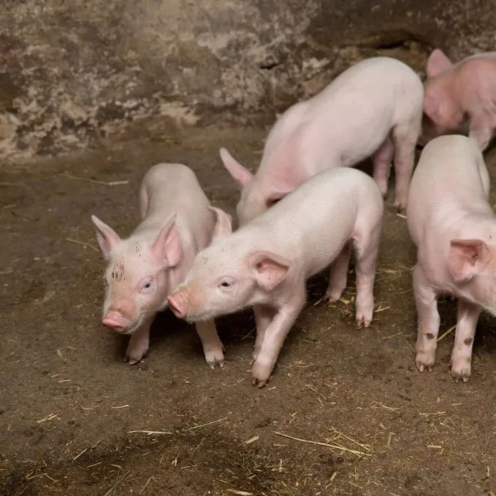 聚焦国内生猪市场：今年三大头部企业生猪销量超1.2亿头