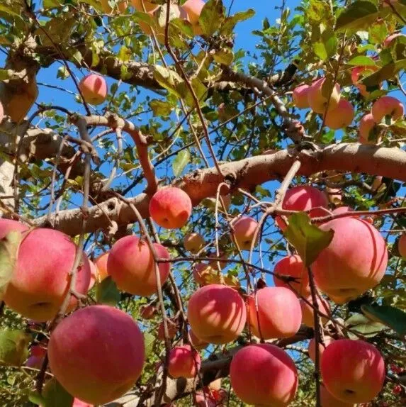 蘋果也有指紋？我國科學家研發(fā)出蘋果產(chǎn)地溯源技術(shù)