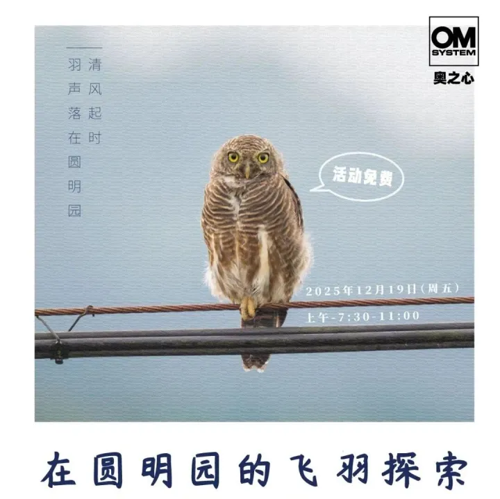 北京外拍活动招募 | 12月19日圆明园鸟类拍摄活动