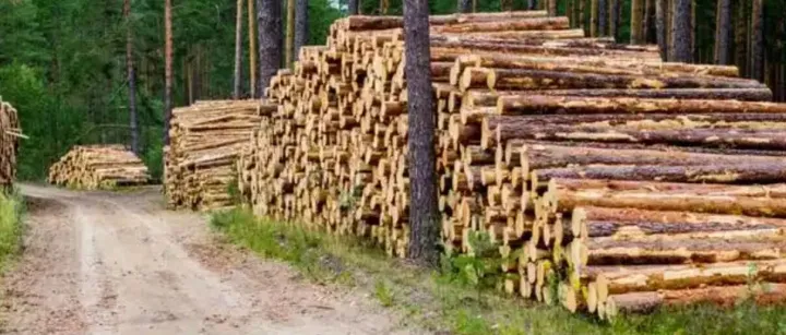 破防了！俄木材借中国之手重返欧洲市场