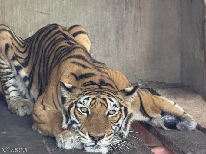 圈养在场所内的老虎。