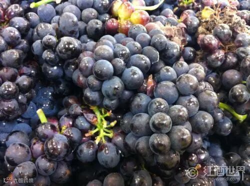 史上最全红葡萄酒酿造过程(附高清实景图)