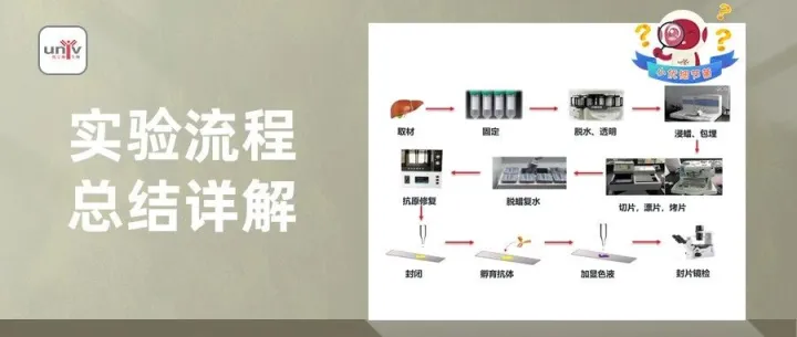 IHC实验全流程揭秘，小优细节君带你掌握关键！