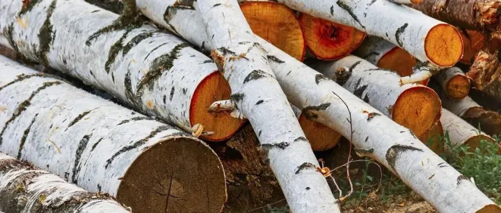 受制裁俄罗斯木材从中国流入欧盟，德瑞合资企业宁波子公司受到关注