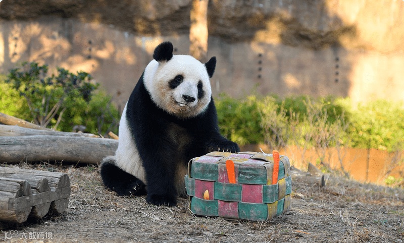 东京上野动物园的双胞胎大熊猫“晓晓”与“蕾蕾”，原定于2026年2月20日归还中国，近日传出因协商调整，归还时间将提前至2026年1月下旬。