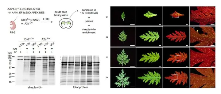 导师以为你知道的科研图形调整美化方法