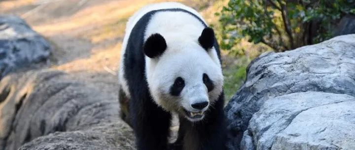 最后两只大熊猫下月返华，日本民众排队道别，每人限停留一分钟