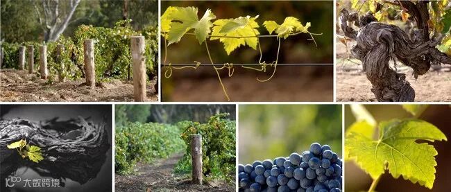 喝澳大利亚葡萄酒的十大理由(下)