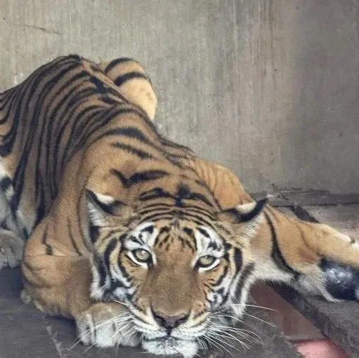 越南查处私人非法圈养场，查获老虎、豹、熊等保护动物！曾发生老虎逃逸事件