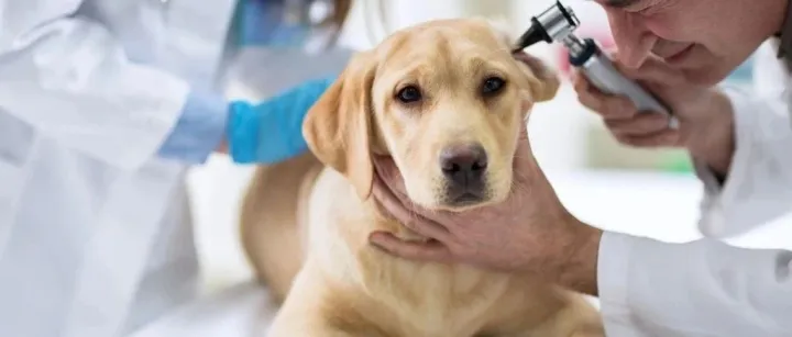 2025年兽医诊断检测全球市场报告第8版：：现状、趋势与未来展望