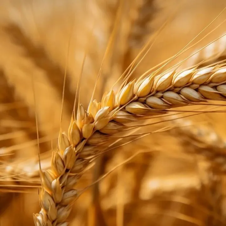 拍卖传闻不断与玉米比价扰动，国内小麦市场小幅调整