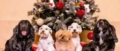 从古典名画到宠物合影：西班牙王室贺卡“柔软转身”的信号！