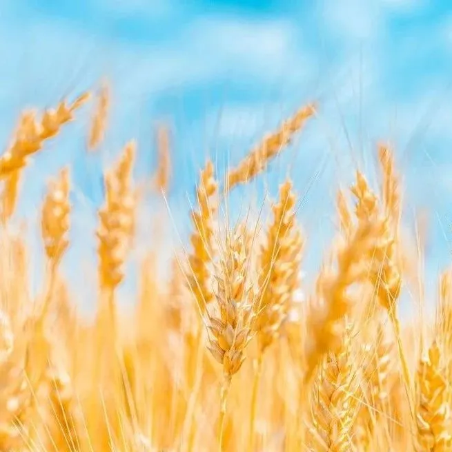 2025年全球小麦价格走势全景回顾：供应宽松预期渐强与贸易战交织