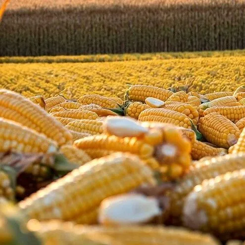 JCI数读：岁末年终，那些可以替代国产玉米的进口“小品种”