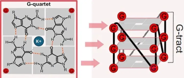 解锁RNA动态结构奥秘，Arraystar <em>rG</em>4芯片重磅发布！
