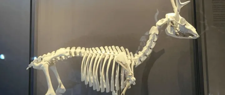 复活吧！来自冰河时代的鹿