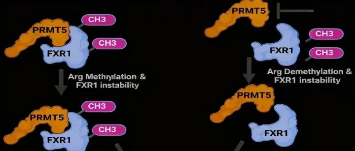 数谱生物eCLIP-seq新品发布！