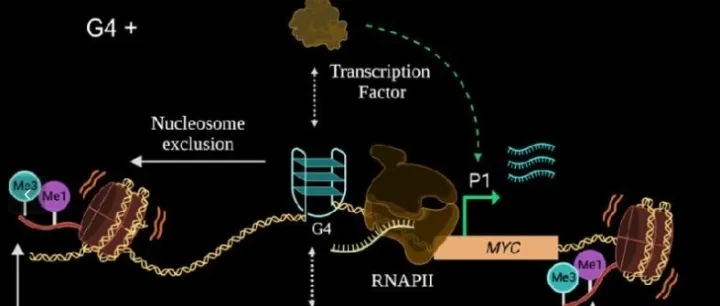 数谱生物G4 Cut&Tag（DNA G4）新品发布！