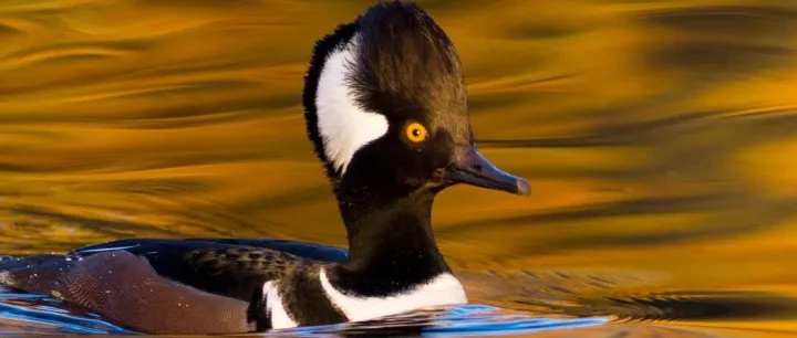 PMUT<em>和</em>CMUT<em>区别</em>