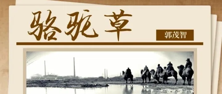 金川故事·回忆 | <em>骆驼</em>草