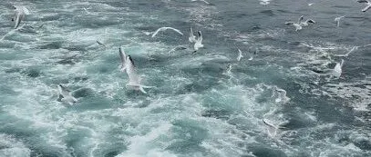 30 天 Shopee 新品爆单指南：解锁专属流量，快速引爆销量