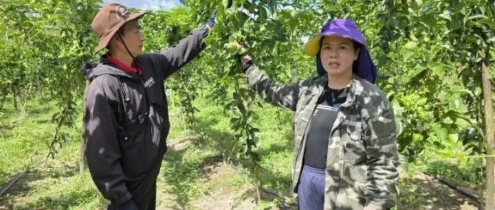 出口额十年增十倍！越南百香果冲刺全球黄金赛道