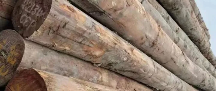 巴新原木出口终止进入倒计时，中国市场迎供应大考！