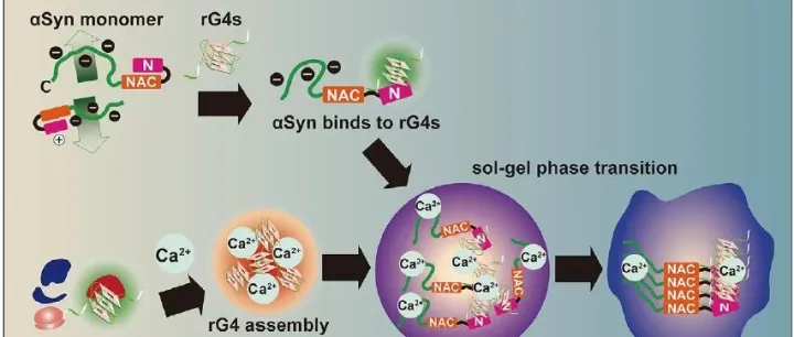 Arraystar <em>rG</em>4芯片—体内（in Vivo）<em>rG</em>4s定量检测的金标准