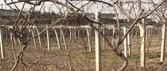 猕猴桃老园产量一年不如一年？教你五招，老树又逢春！