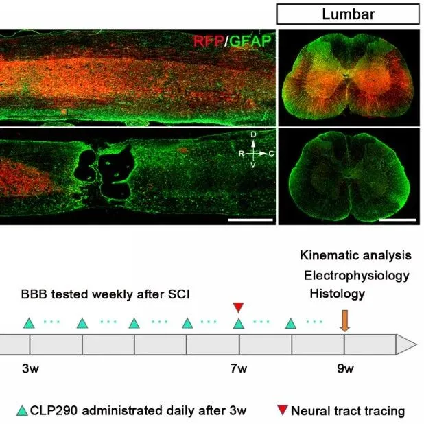 南通大学于彬/顾晓松等合作最新PNAS