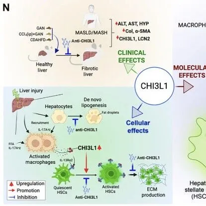 Sci Adv | 中国医科大学孙逊/郑倩倩发现代谢功能障碍相关脂肪性肝炎的治疗新靶点