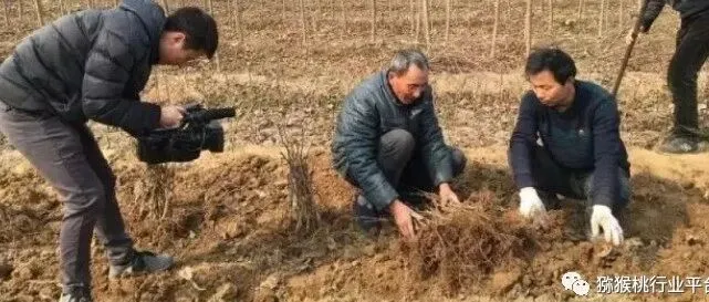 <em>最全</em>猕猴<em>桃</em>当年栽植幼苗管理技术 (建议收藏）