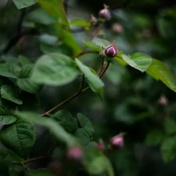 每日译词 | “公布，揭露”，如何翻译？