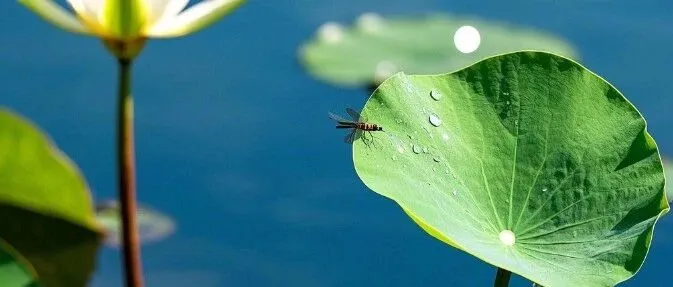 评论数＜30：你可能错过了90%的亚马逊免费流量