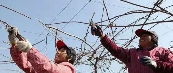 进入12月份，关于猕猴桃冬季修剪，一定要做到三准确