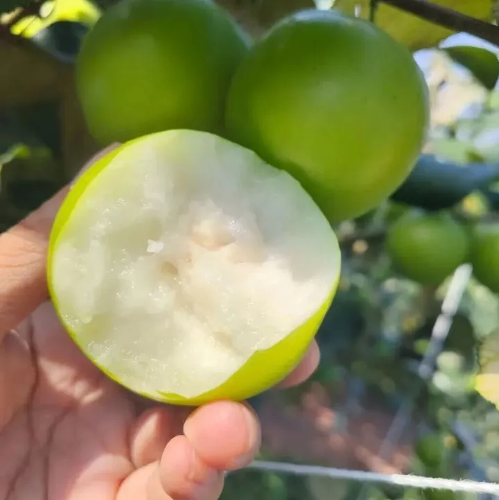 【云南花皮苹果枣】比苹果脆！比梨多汁！云南VC“大补丸”，一口润到肺里！