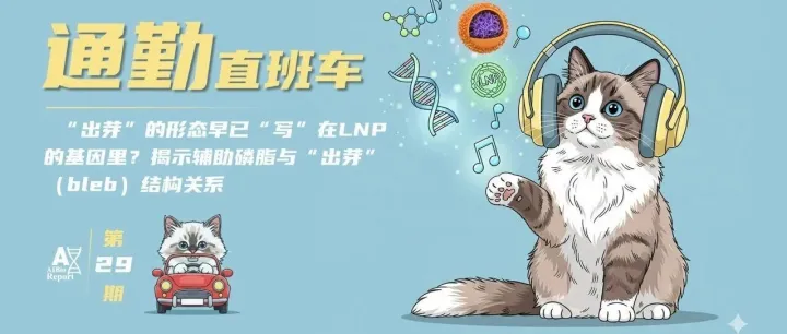 40- “出芽”的形态早已“写”在LNP的基因里？揭示辅助磷脂与“出芽”（Bleb）结构关系