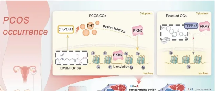 <em>黄</em>荷凤团队合作再取<em>进展</em>